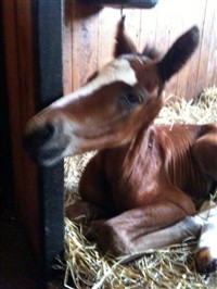 "Bertil" Life is looking up !