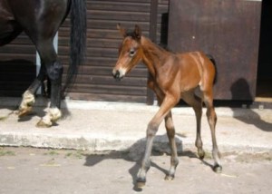 Peridot at 4 days old -  wow  Lingh is a Grandfather again ! 