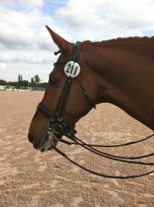 A gorgeous horse, so like my Merlin!  Good luck Alli !!